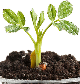 根 苗 透明高清图