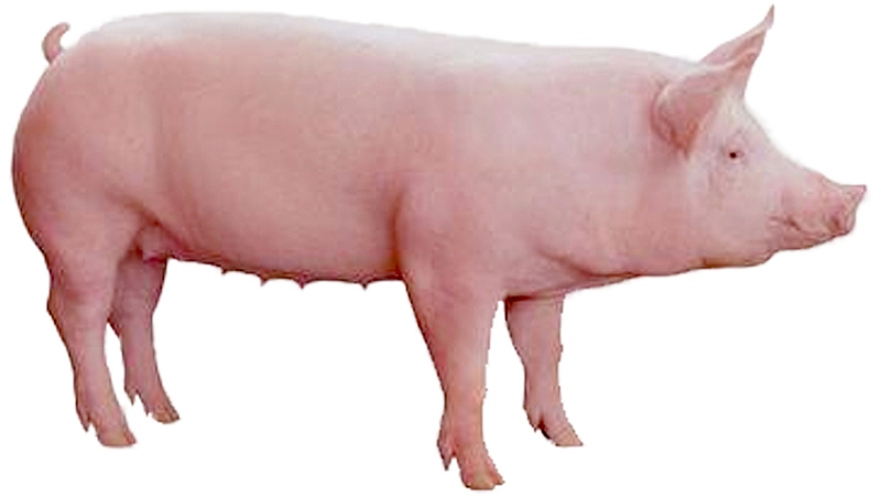 猪，育肥猪，实拍猪，肥猪素材
