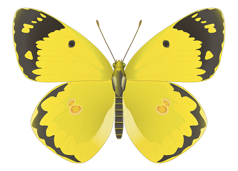 黄色蝴蝶PNG图片素材