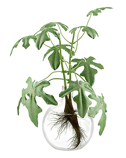 植物盆栽装饰无背景免抠水培PNG