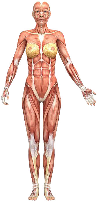 女性人体结构肌肉图