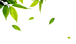 绿色树叶春天
