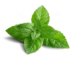 蔬菜 薄荷 叶子