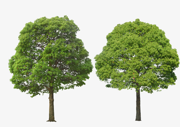 茂盛实物香樟树素材免费下载_觅元素