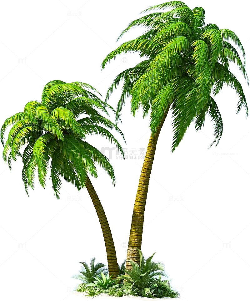 椰树热带植物热带树