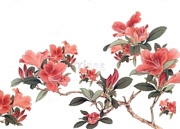 手绘杜鹃花花朵