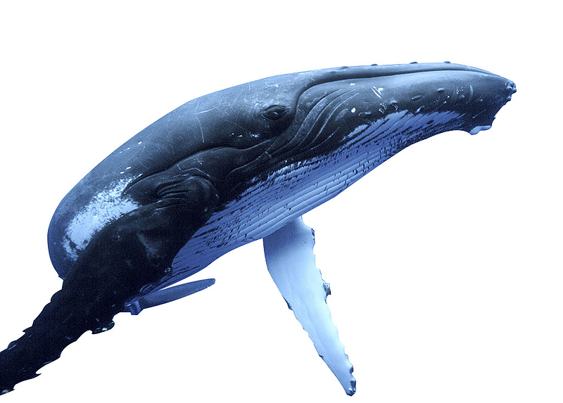 鲸鱼遨游天际