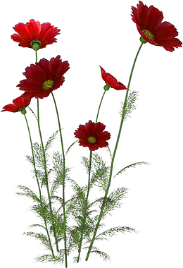 野花野花花草菊花