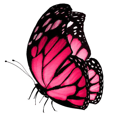 粉色翩翩起舞的蝴蝶