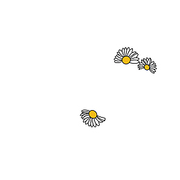 菊花卡通素描