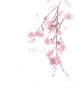 立冬绝美梅花绽放素材