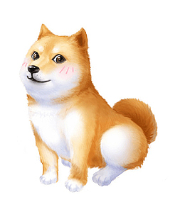 娇羞的小胖柴犬