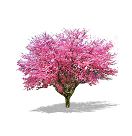 樱花树单棵素材桃花
