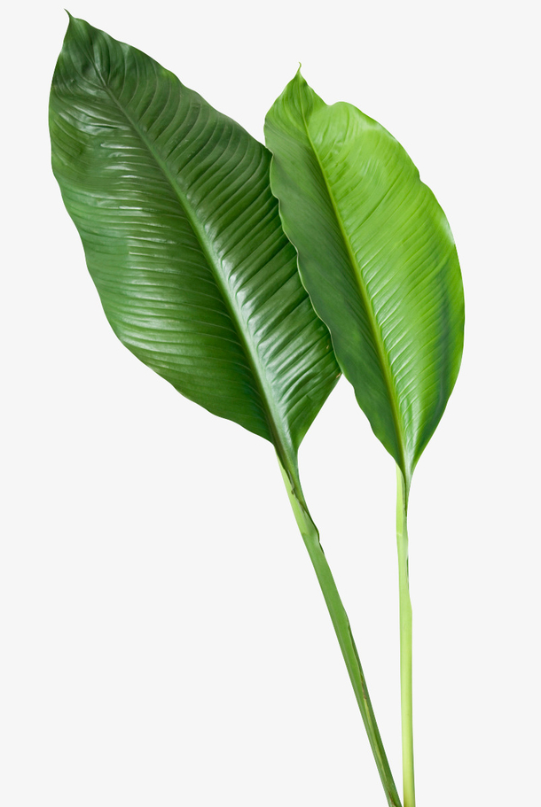 芭蕉叶子图片素材免费下载_觅元素