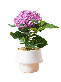 月光杯白色陶瓷盆绣球花盆栽