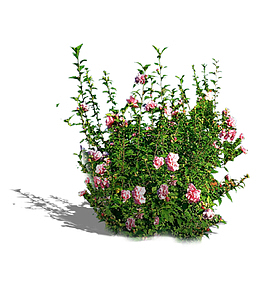 绿化花丛素材
