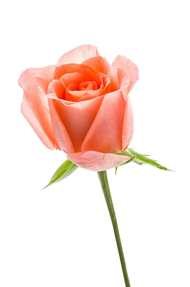 一枝粉色情人节玫瑰花