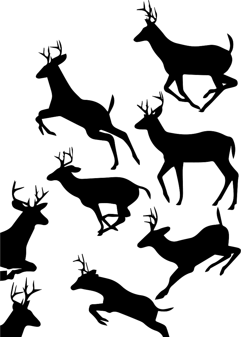 鹿，剪影，黑白，梅花鹿