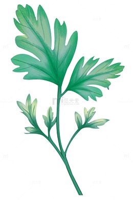 手绘艾叶 艾草叶