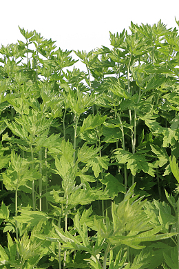 植物艾草叶艾叶