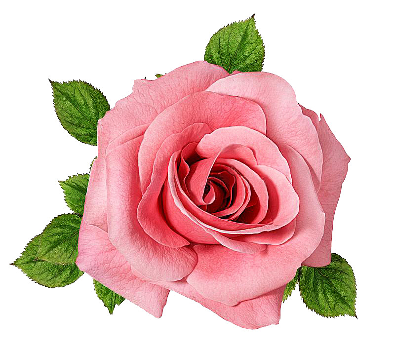粉红色玫瑰花元素