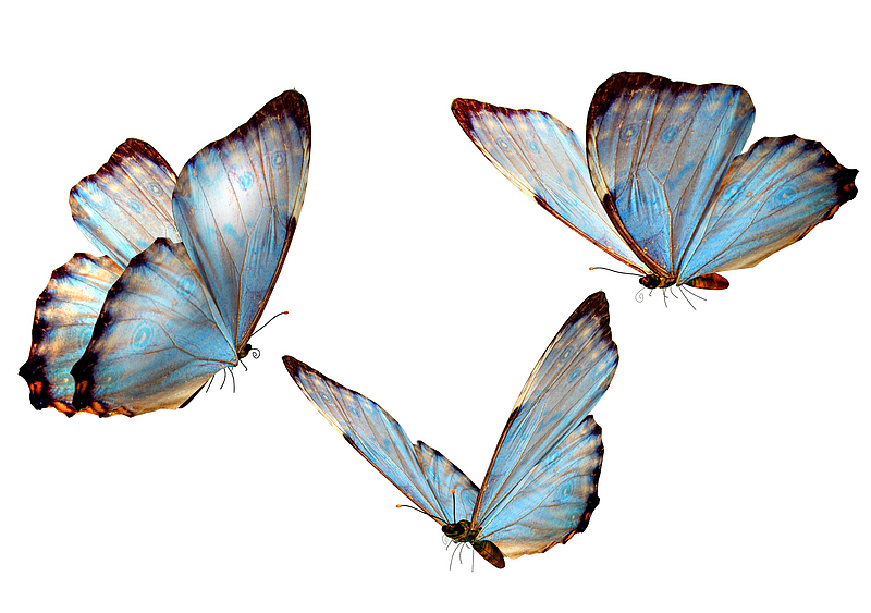 蓝色创意蝴蝶透明