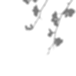 投影阴影 树叶影子 素材 贴图 光线投射