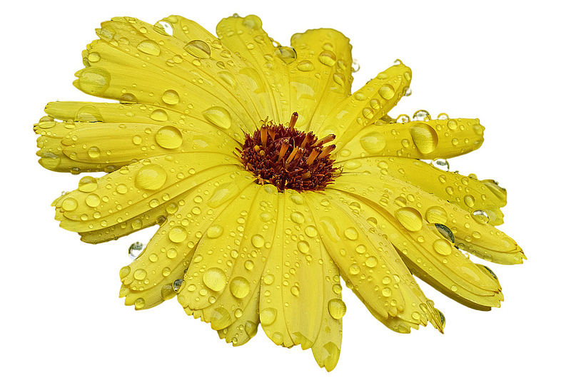 黄色带水珠菊花