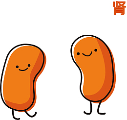 线性手绘 橙色 拟人化肾