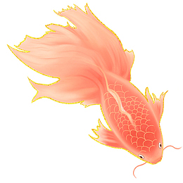 国风插画孔雀鱼