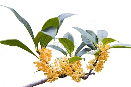 桂花 中秋 处暑 桂花 花色花 花 花枝