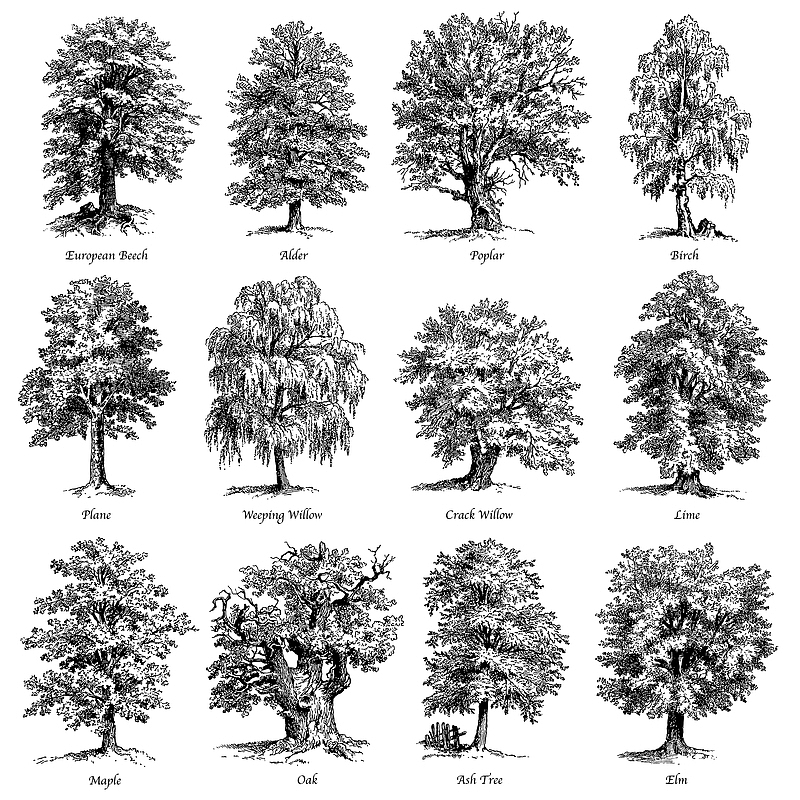 各种树木矢量图