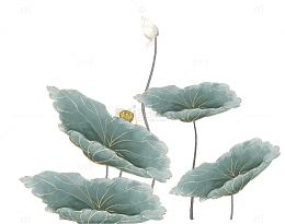 夏至未至荷花素材