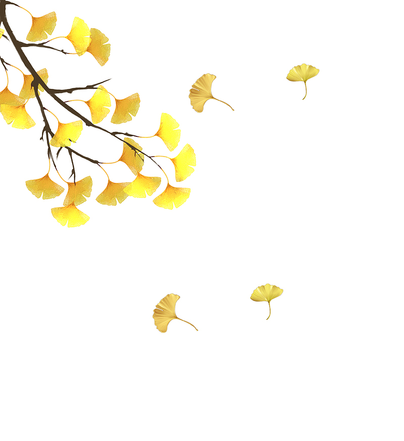 秋分一枝金黄的银杏树枝