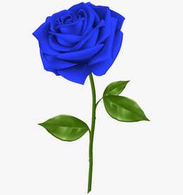 一朵蓝色玫瑰花