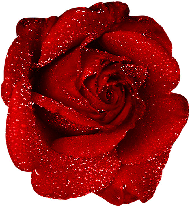 一朵红色玫瑰花素材元素