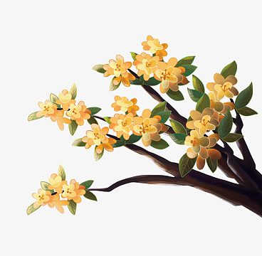 中秋金秋桂花树手绘