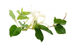 金银花植物素材