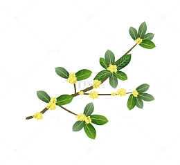 八月十五桂花