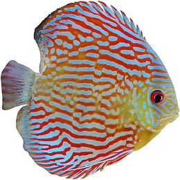 七彩鱼，神仙鱼， 热带鱼，观赏鱼