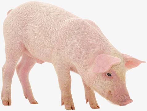 家养小猪 侧面