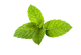 薄荷 绿叶 透明图 植物
