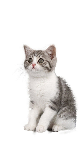 直视的小猫咪