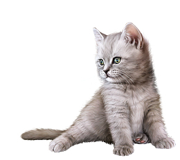 很可爱的小猫