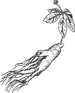 人参插画图案