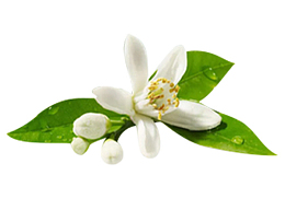 清新淡雅茉莉花