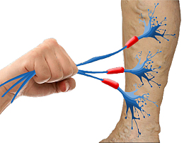 腿 小腿 大腿 人腿