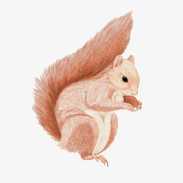 手绘卡通小松鼠插画