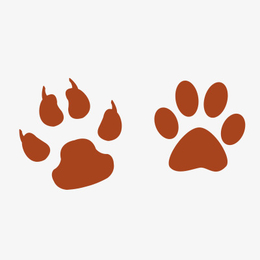 简约图案 熊掌 动物