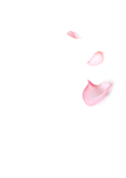 漂浮的花瓣元素